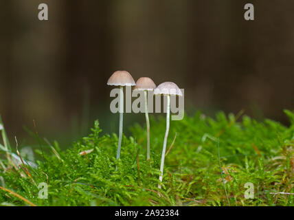 Drei Melken Motorhauben (Mycena galopus) in Moss, kleine ungenießbare Pilze Stockfoto