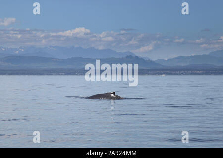 Ein Buckelwal durchbricht das Wasser auf dem Campbell River 1of 3, Campbell River, British Columbia, Kanada, August 2016 mit Kopierraum Stockfoto