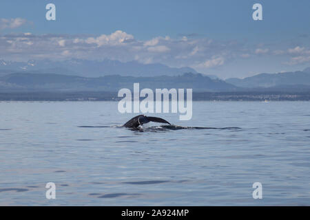 Ein Buckelwal durchbricht das Wasser auf dem Campbell River 2of3, Campbell River, British Columbia, Kanada, August 2016 mit Kopierraum Stockfoto