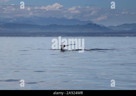 Ein Buckelwal durchbricht das Wasser auf dem Campbell River 3of3, Campbell River, British Columbia, Kanada, August 2016 mit Kopierraum Stockfoto