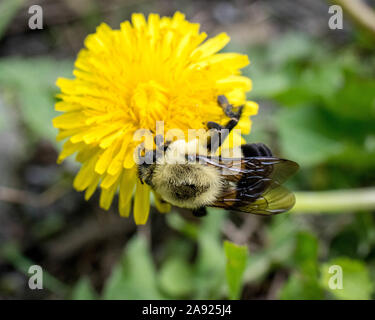 Hummel mit Pollen auf ein löwenzahnblatt Stockfoto