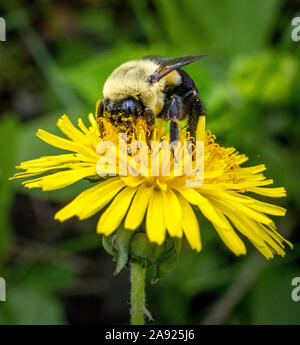 Hummel mit Pollen auf ein löwenzahnblatt Stockfoto