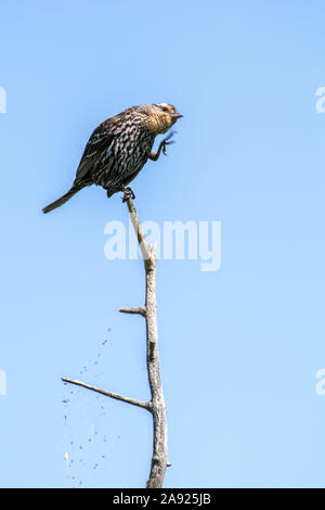 Vogel kratzen den Kopf auf einem Ast. Lustig Bild Stockfoto