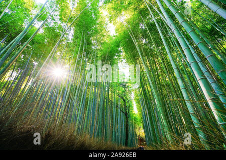 Blick auf den Bambus Wald am Mount Arashi in Kyoto, Japan. Stockfoto