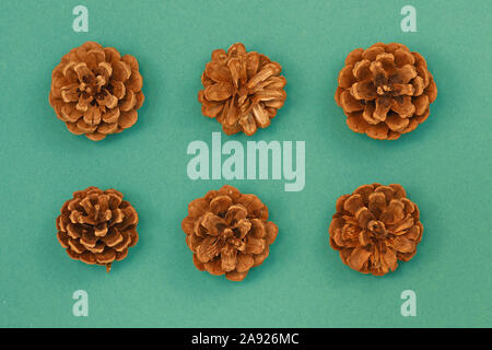 Ansicht von oben flach von sechs kleinen Kiefern oder Tannen Zapfen aufgereiht auf grünem Hintergrund Stockfoto