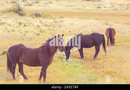 Horse Herde auf der Weide in Chile, Südamerika Stockfoto