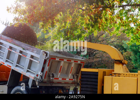 Wood chipper blasen Äste ein tragbares Gerät zur Reduzierung von Holz in die Rückseite eines Staplers benutzt. Stockfoto