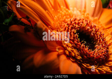 Gerbera, Blume Stockfoto