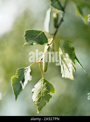 Palmkätzchen von Birke Stockfoto