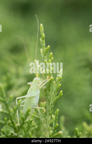 Tierwelt: Eiche Bush - Kricket in conifer verlässt. (Meconema thalassinum). Stockfoto