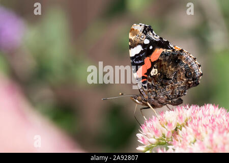 Tierwelt: Painted Lady butterfly (Vanessa atalanta) auf einem Rosa sedum Blüte. Stockfoto