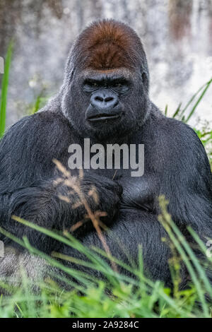 Gorilla, Affe, dominierenden Männlichen im Gras sitzen, lustige Haltung Stockfoto