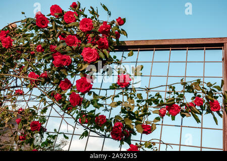 Rote Rosen Klettern auf den Zaun gegen den blauen Himmel. Stockfoto