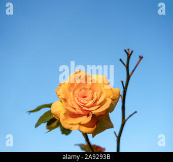 Gelbe Rose gegen den blauen Himmel. Stockfoto