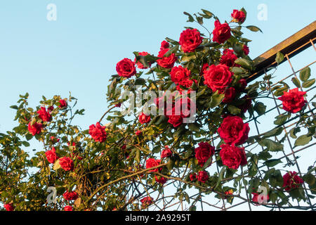 Rote Rosen Klettern auf den Zaun gegen den blauen Himmel. Stockfoto