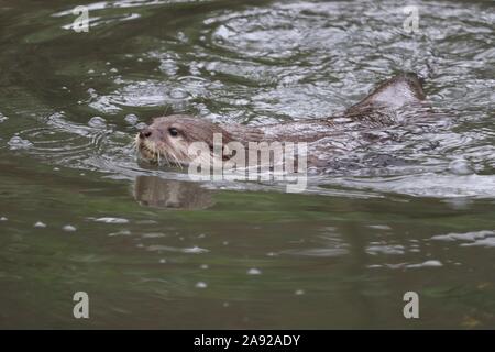 Weibliche asiatische Kurze Krallen Otter, Minnie (Amblonyx cinerea) Stockfoto