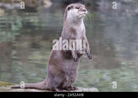 Weibliche asiatische Kurze Krallen Otter, Keyah (Amblonyx cinerea) Stockfoto