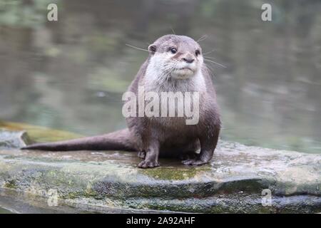 Weibliche asiatische Kurze Krallen Otter, Keyah (Amblonyx cinerea) Stockfoto