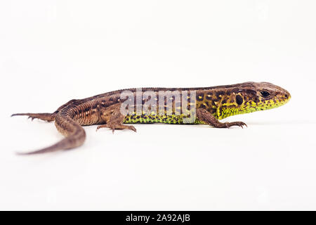 Zauneidechse, Lacerta agilis, Stockfoto