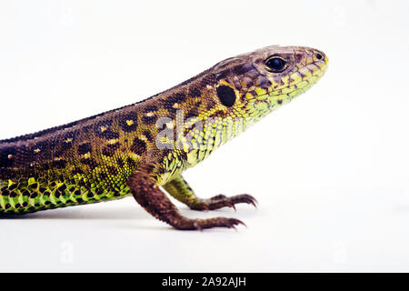 Zauneidechse, Lacerta agilis, Stockfoto