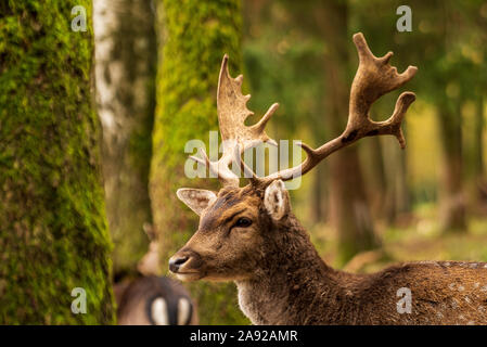 Nahaufnahme von Spotted Deer Hirsch im Wald Stockfoto