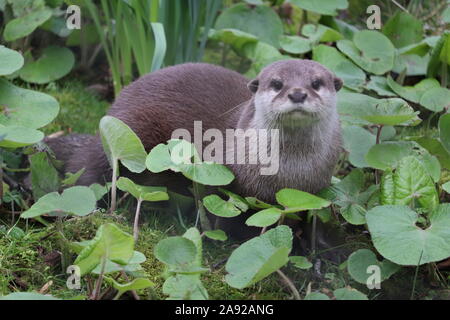 Weibliche asiatische Kurze Krallen Otter, Minnie (Amblonyx cinerea) Stockfoto