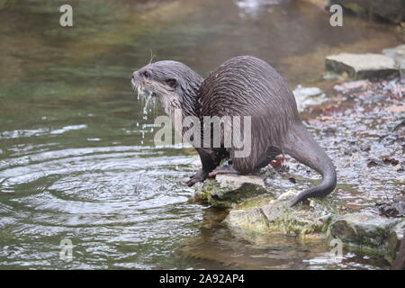 Weibliche asiatische Kurze Krallen Otter, Minnie (Amblonyx cinerea) Stockfoto