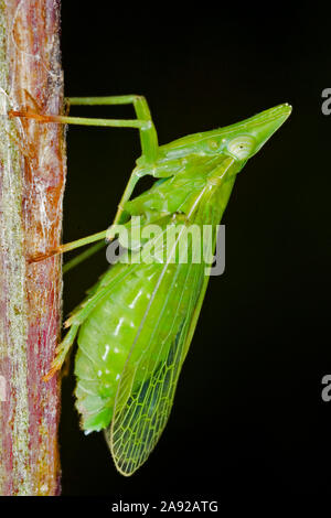 Zikaden, Laternenträger, Europäischer Laternenträger (Dictyophara europaea) (homoptera Dictyopharidae) - Planthopper, (Dictyophara europaea) (Homopt Stockfoto