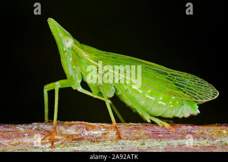 Zikaden, Laternenträger, Europäischer Laternenträger (Dictyophara europaea) (homoptera Dictyopharidae) - Planthopper, (Dictyophara europaea) (Homopt Stockfoto