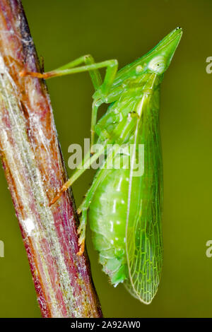 Zikaden, Laternenträger, Europäischer Laternenträger (Dictyophara europaea) (homoptera Dictyopharidae) - Planthopper, (Dictyophara europaea) (Homopt Stockfoto