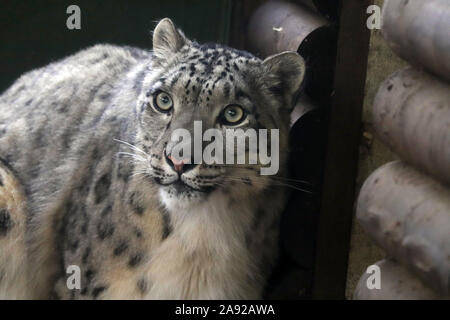 Weibliche Snow Leopard, Taiga (Panthera uncia) Stockfoto