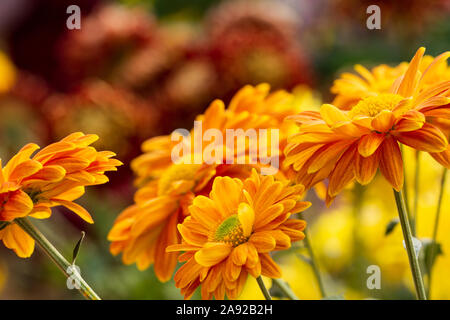 Verschwommene helle orange Blumen auf defokussiertem Hintergrund, lebendige Design vorlage mit Platz für Text kopieren Stockfoto