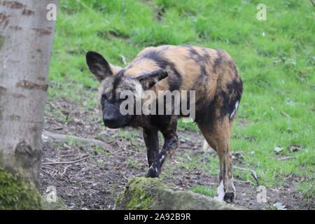 Männliche, Ochi Afrikanischer Wildhund (Lycaon pictus) Stockfoto