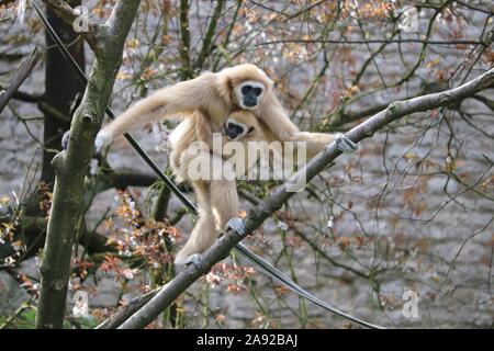 Weibliche Lar Gibbon, Meo mit Baby männlich Gary (Hylobates lar) Stockfoto