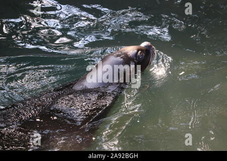 Weibliche patagonischen Seelöwen (Otaria flavescens) Stockfoto