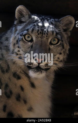 Weibliche Snow Leopard, Taiga (Panthera uncia) Stockfoto