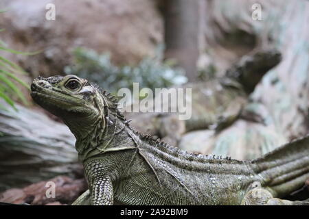 Philippinische Sail Fin Lizard (Hydrosaurus pustulatus) Stockfoto