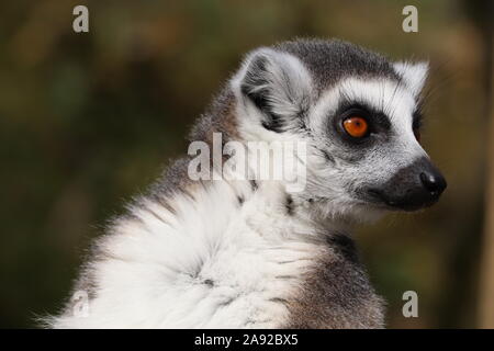 Männliche Ring-Tailed Lemur (Lemur catta) Stockfoto