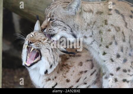 Karpaten Lynx, Daisy & Dakota (Lynx lynx Carpathicus) Stockfoto