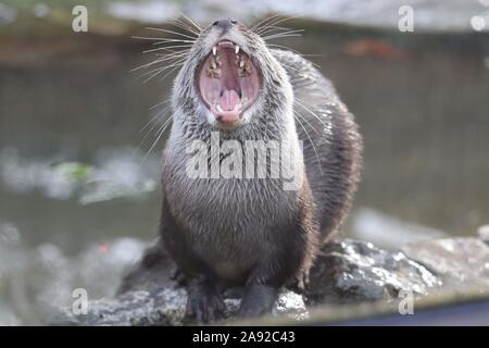 Weibliche asiatische Kurze Krallen Otter, Minnie (Amblonyx cinerea) Stockfoto