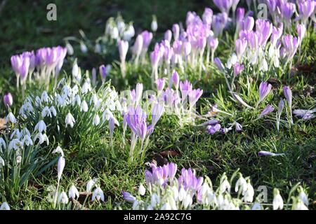 Schneeglöckchen (Galanthus nivalis) & lila Krokusse (Crocus sativus) Stockfoto