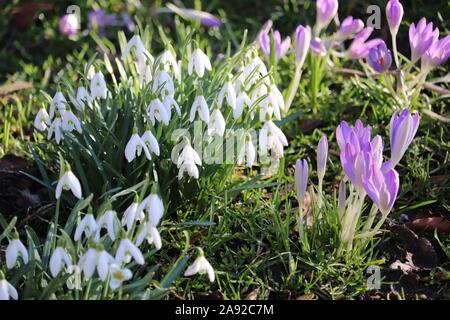 Schneeglöckchen (Galanthus nivalis) & lila Krokusse (Crocus sativus) Stockfoto
