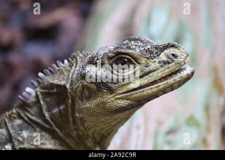 Philippinische Sail Fin Lizard (Hydrosaurus pustulatus) Stockfoto