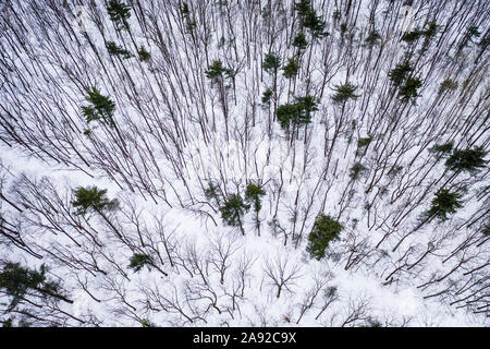 Luftaufnahme von verschneiten Wald im Winter Stockfoto