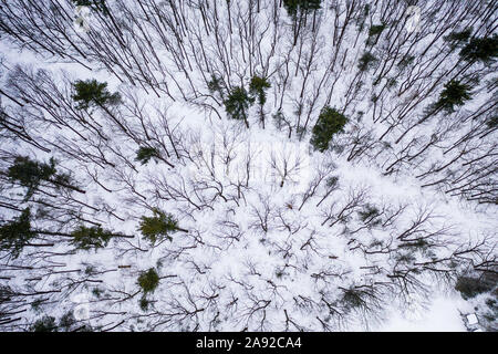 Luftaufnahme von verschneiten Wald im Winter Stockfoto
