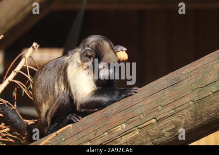 Junge männliche Yellow-Breasted Kapuziner, Clint (Sapajus xanthosternos) Stockfoto