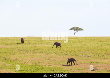 Elefanten laufen auf der Savanne in Afrika Stockfoto