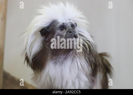 Cotton-Top Tamarin (Saguinus oedipus) Stockfoto