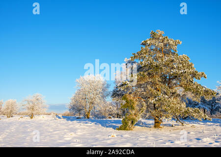 Schöne Winterlandschaft mit Raureif auf eine große Kiefer Stockfoto