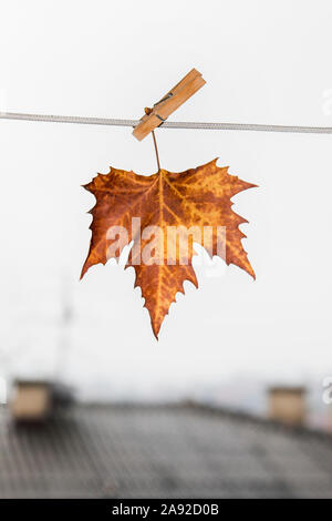 Gelb Herbst Blätter hängen an einer Schelle auf dem weißen Hintergrund Stockfoto
